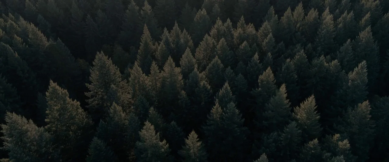 Pig (2021) movie still: establishing — A dense coniferous forest stretches across the frame from an aerial perspective. Sunlight highlights the…