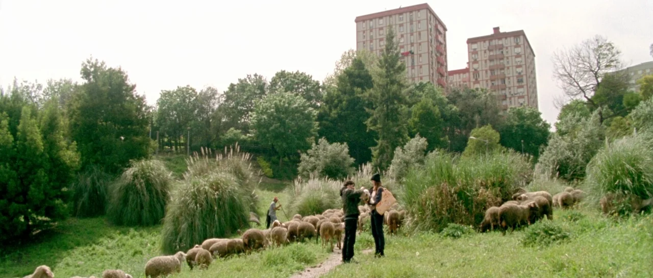 Arabian Nights: Volume 2 The Desolate One (2015) movie still: wide — An open grassy field contains a flock of sheep grazing near tall ornamental…