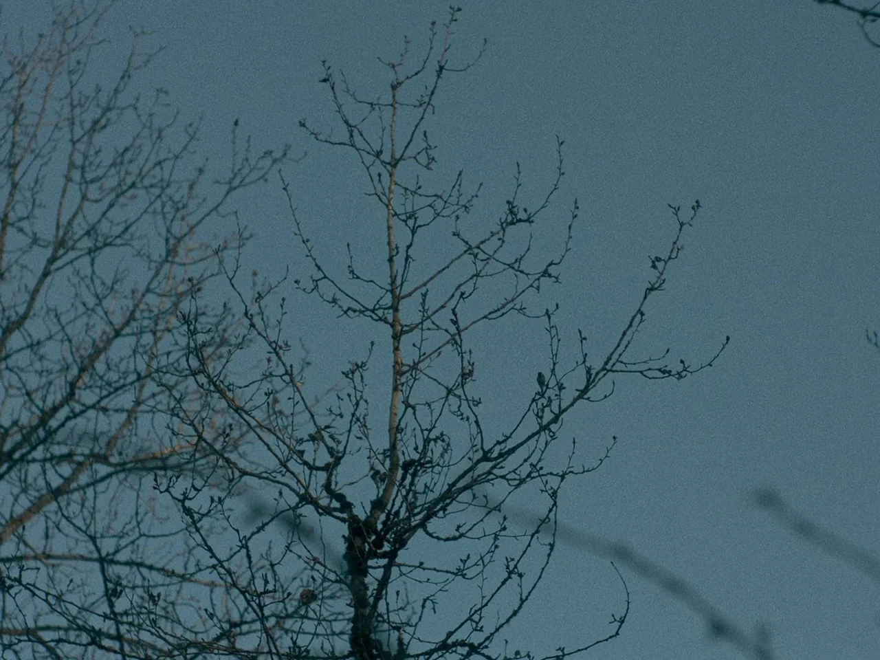 First Cow (2019) movie still: wide — Bare deciduous trees stand against a clear, pale blue sky. Thin, spindly branches extend upward into the cool,…