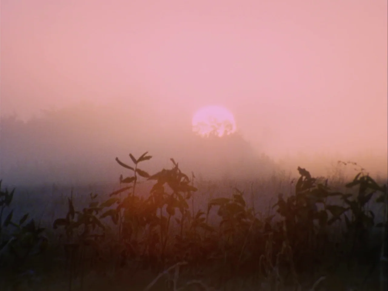 Subconscious Cruelty (2000) movie still: establishing — A flat field is shrouded in dense early morning fog at sunrise. The sun appears as a pale…
