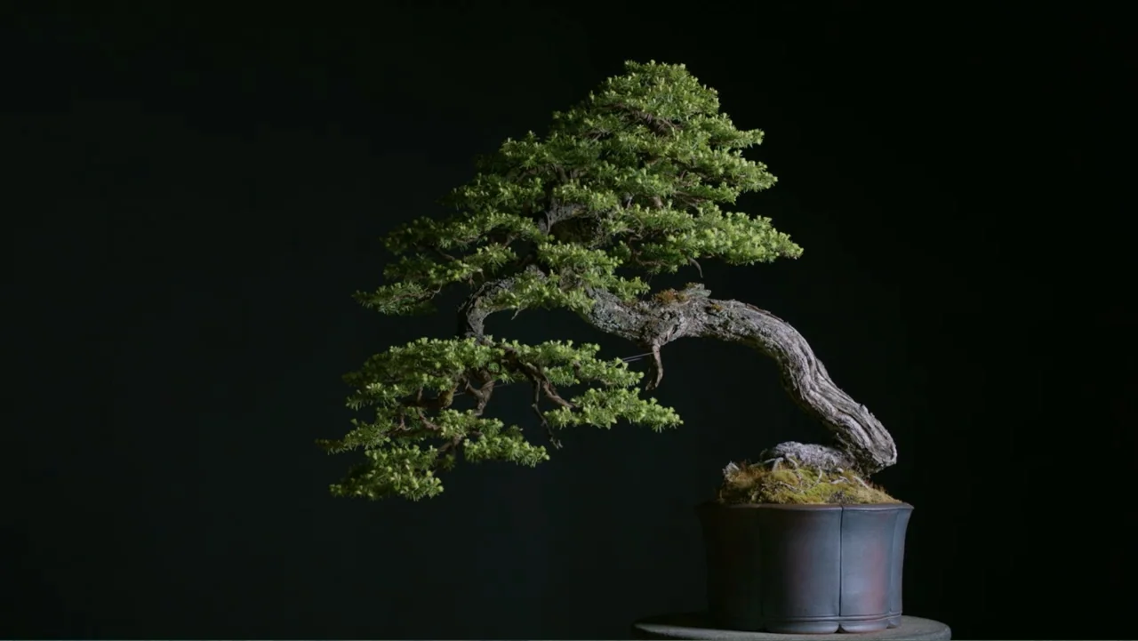 Trees and Other Entanglements (2023) movie still: medium — A small potted bonsai tree sits on a dark surface against a black void. The weathered…