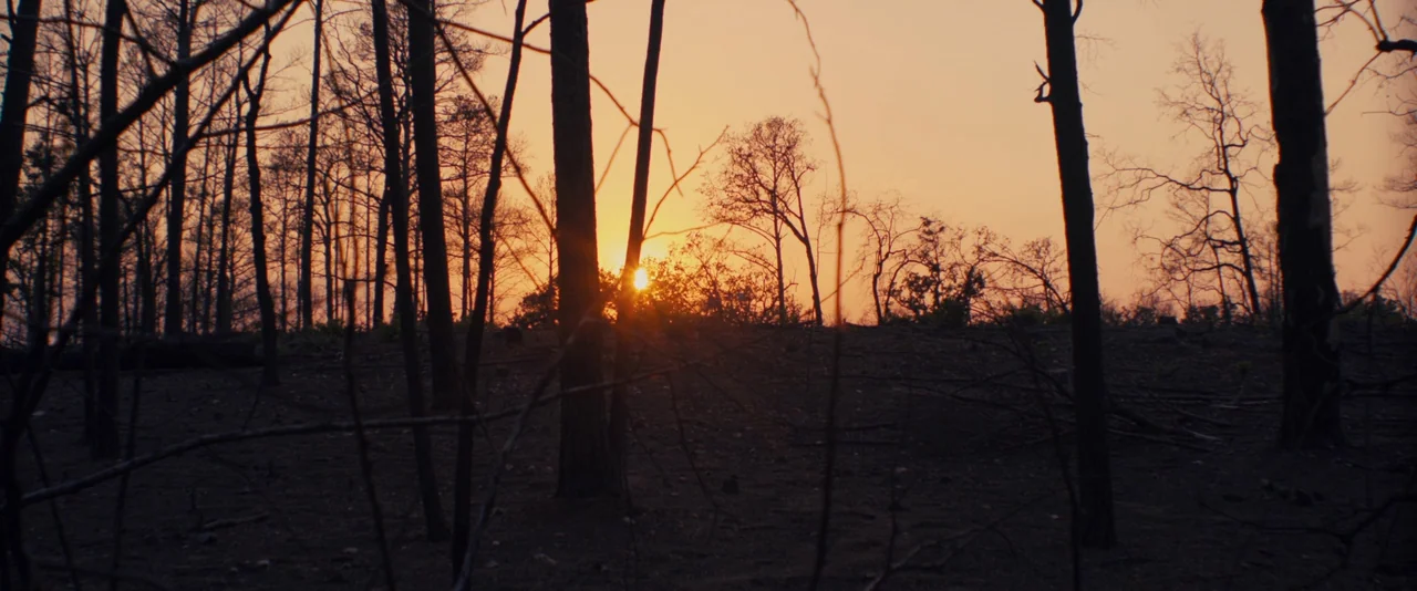 Prince Avalanche (2013) movie still: wide — A scorched, desolate forest landscape stands silhouetted against a vibrant orange sunset sky. The ground…