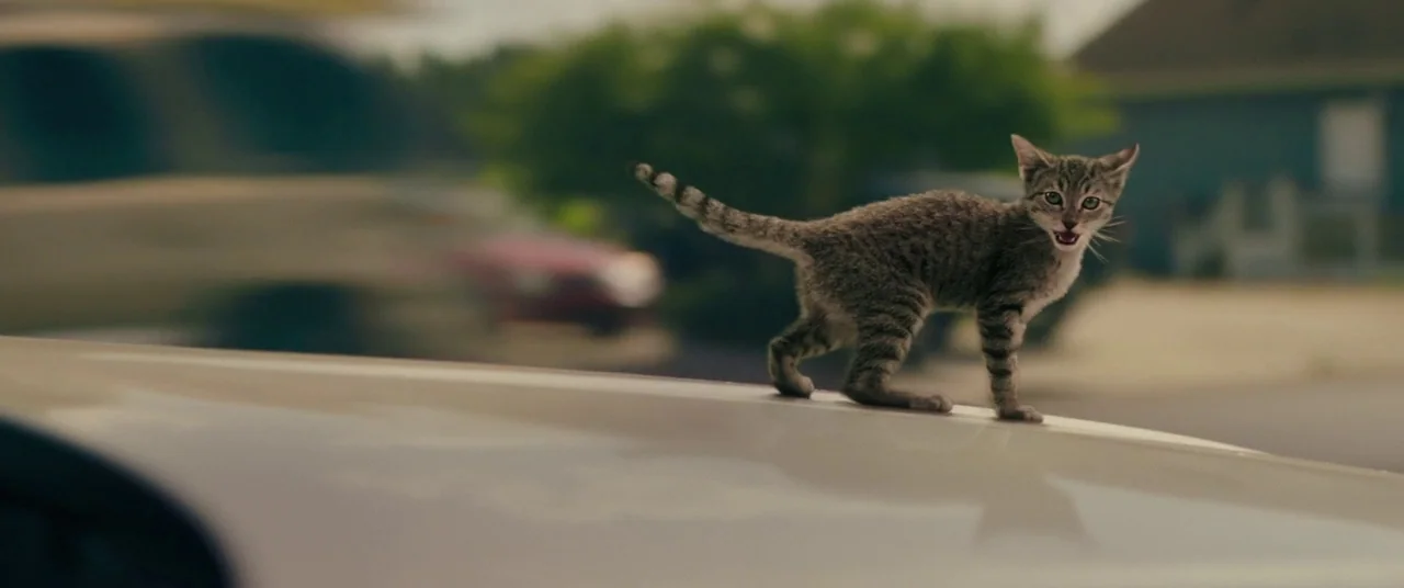 Keanu (2016) movie still: medium — A small striped tabby kitten stands on the smooth white hood of a vehicle. In the background, a blurred suburban…