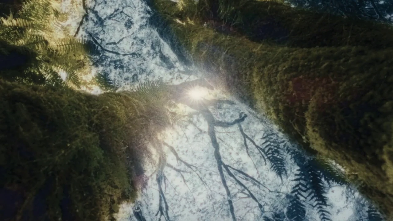 Once Within A Time (2022) movie still: establishing — A dense forest canopy is viewed from the ground looking directly up at the trees. Sunlight…
