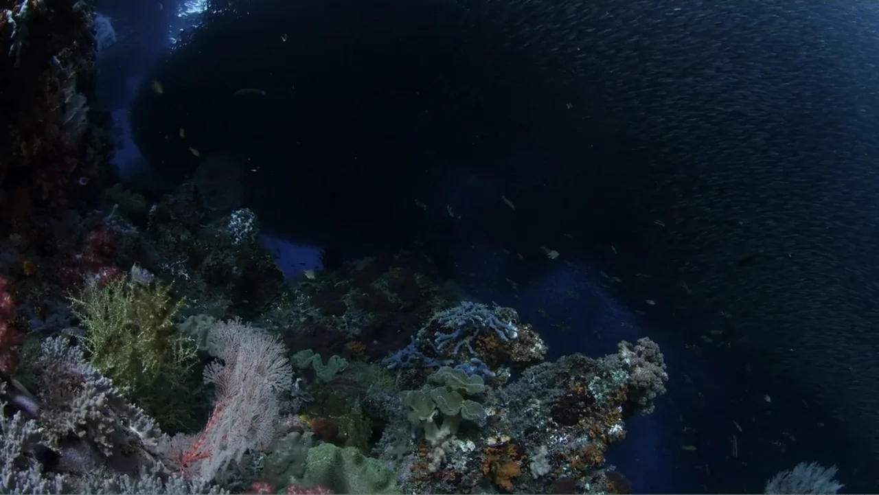 A Wild Window: Coral Kingdoms (2016) movie still: wide — An underwater scene features a complex coral reef teeming with various textures and…