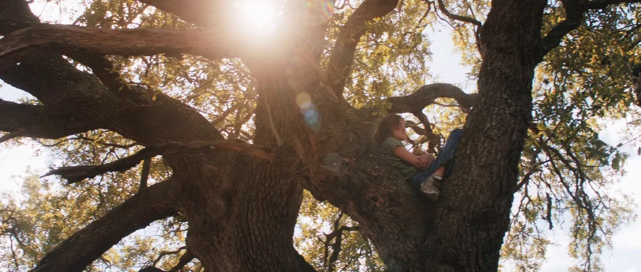 Joe (2013) movie still: medium — A large, ancient oak tree with gnarled branches spreads against a bright sky. A young boy sits on a high, sturdy…