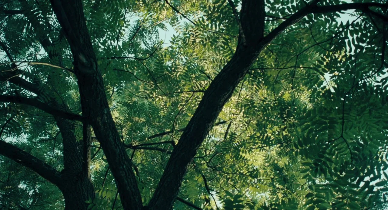 The Moth Diaries (2011) movie still: establishing — A dense canopy of green tree leaves seen from below against a pale sky. Interlocking dark tree…