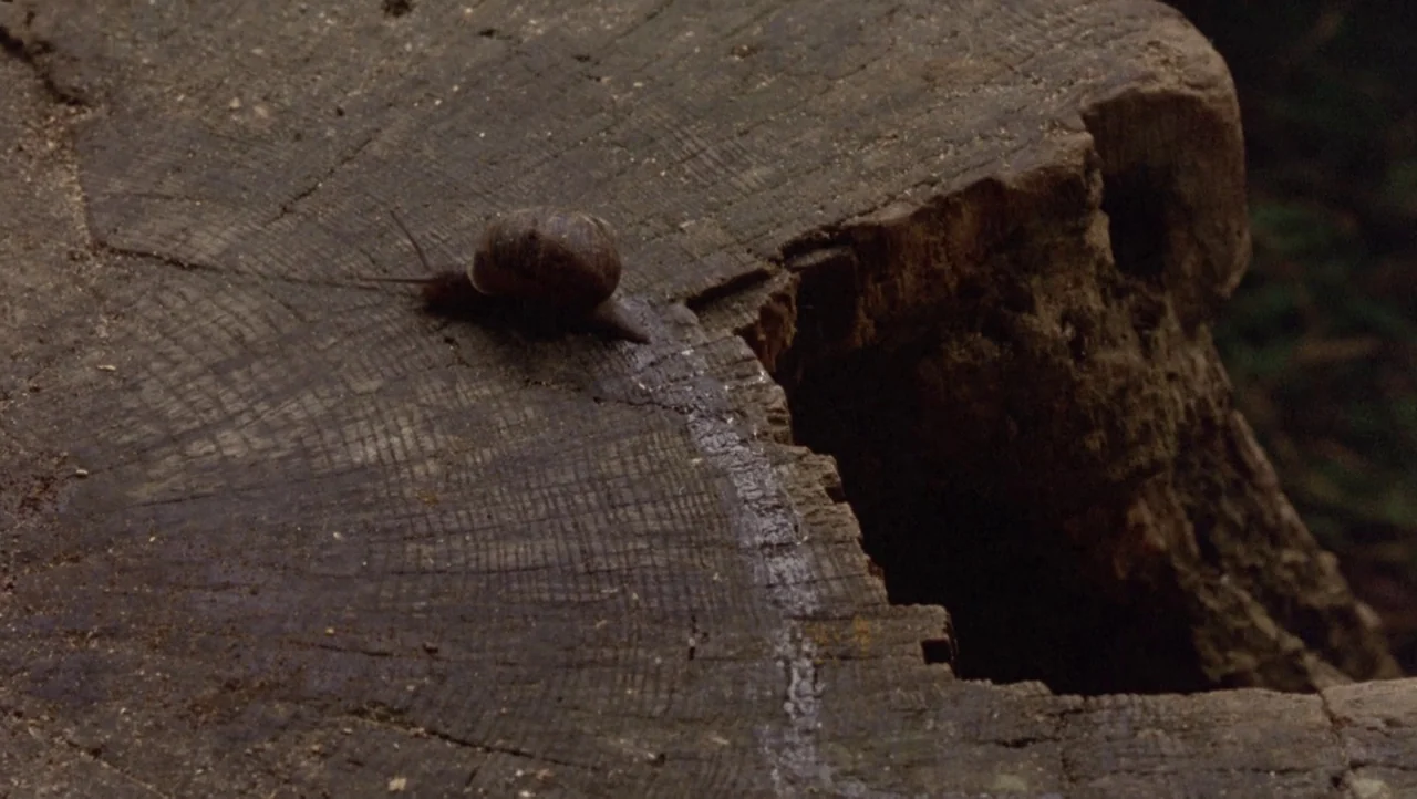 Mountains of the Moon (1990) movie still: closeup — A dark brown snail crawls across the flat, weathered surface of a wooden stump. A visible trail…