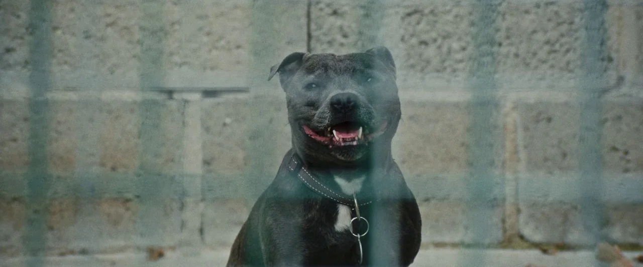 Vincent Must Die (2023) movie still: medium — A grey Staffordshire bull terrier sits behind a metal chain-link fence. The background consists of a…