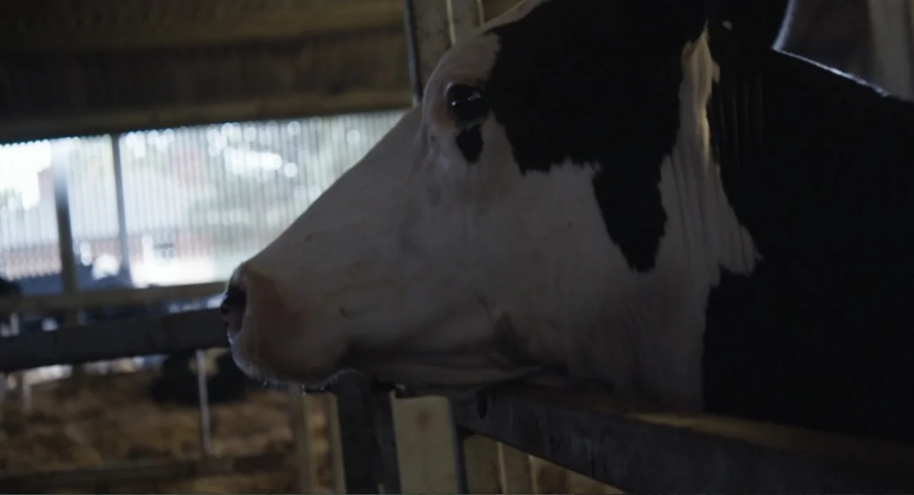 Cow (2022) movie still: closeup — A dimly lit industrial cowshed features a metal stall partition in the foreground. A black and white cow rests its…