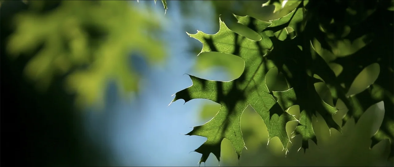 Garnet’s Gold (2014) movie still: closeup — A close-up view of a green oak leaf illuminated by bright sunlight. The leaf features intricate vein…