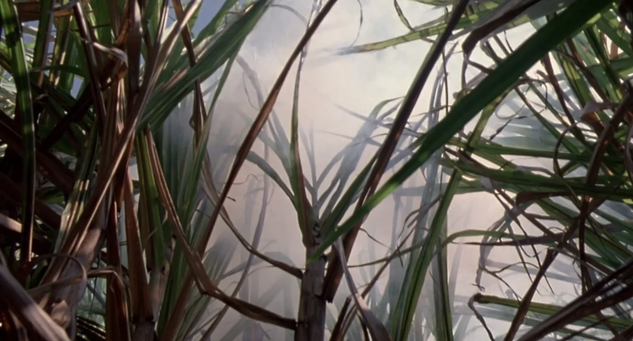 Napoleon (2023) movie still: establishing — A dense patch of tall sugarcane stalks fills the frame from a low angle. Wisps of white smoke drift…