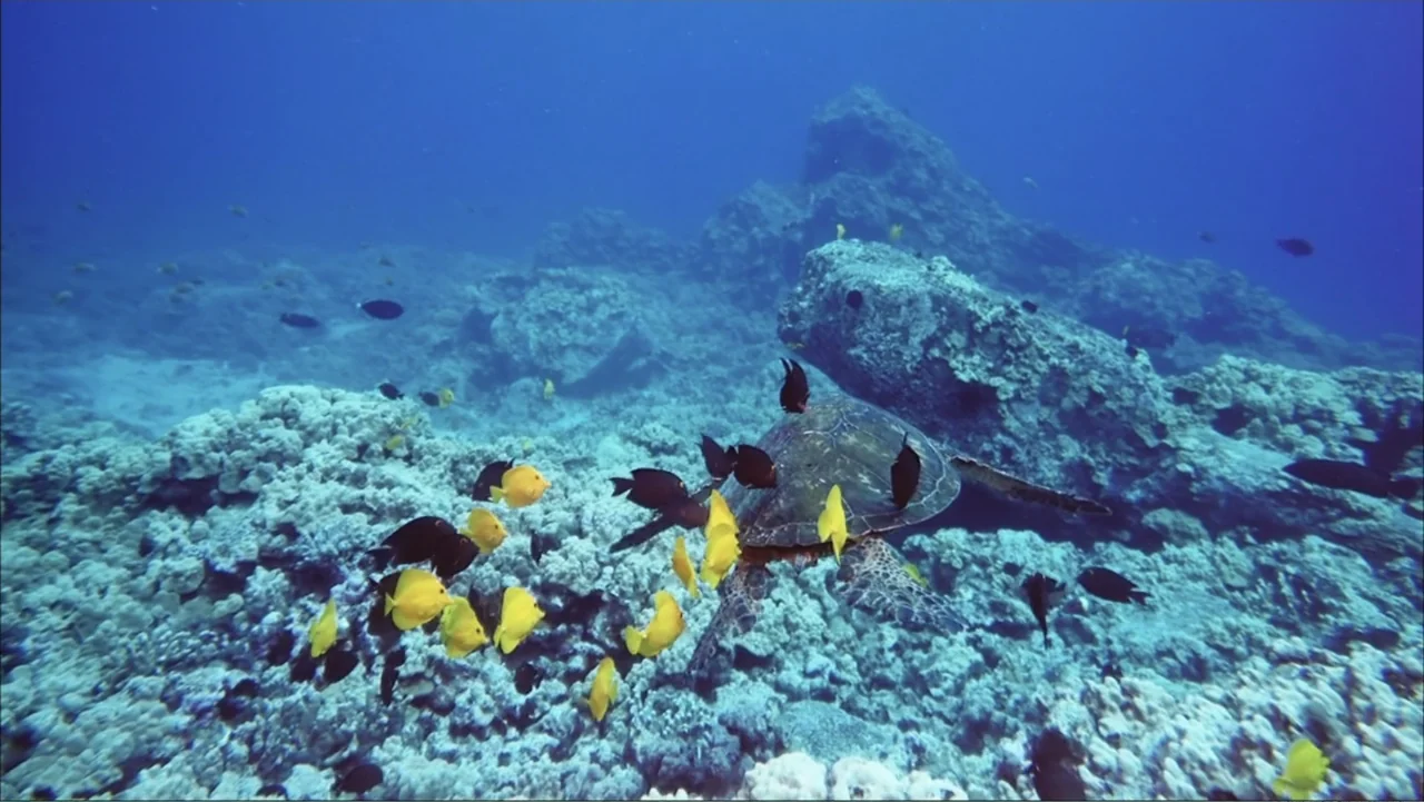 Deep Sea 3D (2006) movie still: wide — An underwater view of a rocky seabed covered in grey coral and sediment. A single sea turtle glides through…