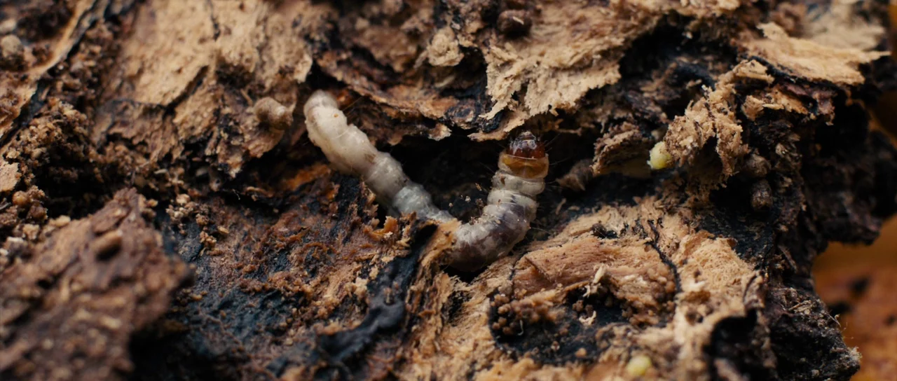 The Duke of Burgundy (2014) movie still: closeup — A close-up view shows a small pale larva emerging from a decaying piece of wood. The wood surface…