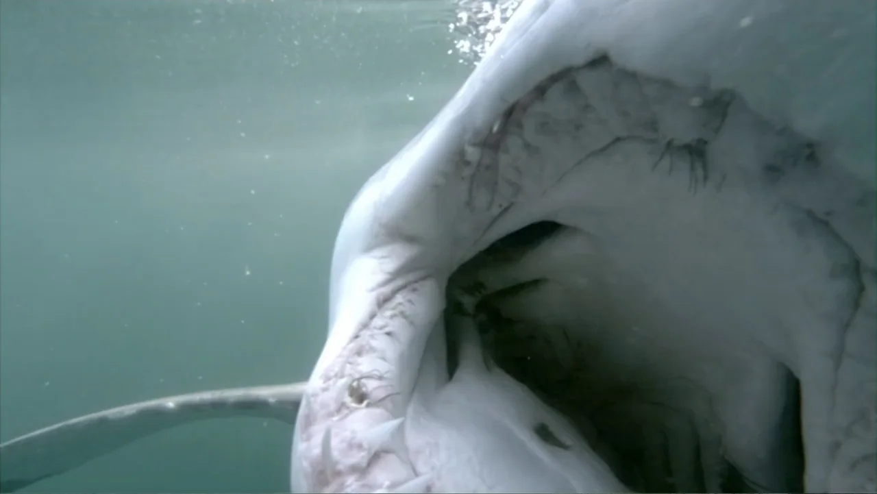 Jaws in the Shallows (2023) movie still: closeup — An underwater view of a great white shark approaching the camera in murky water. The shark…
