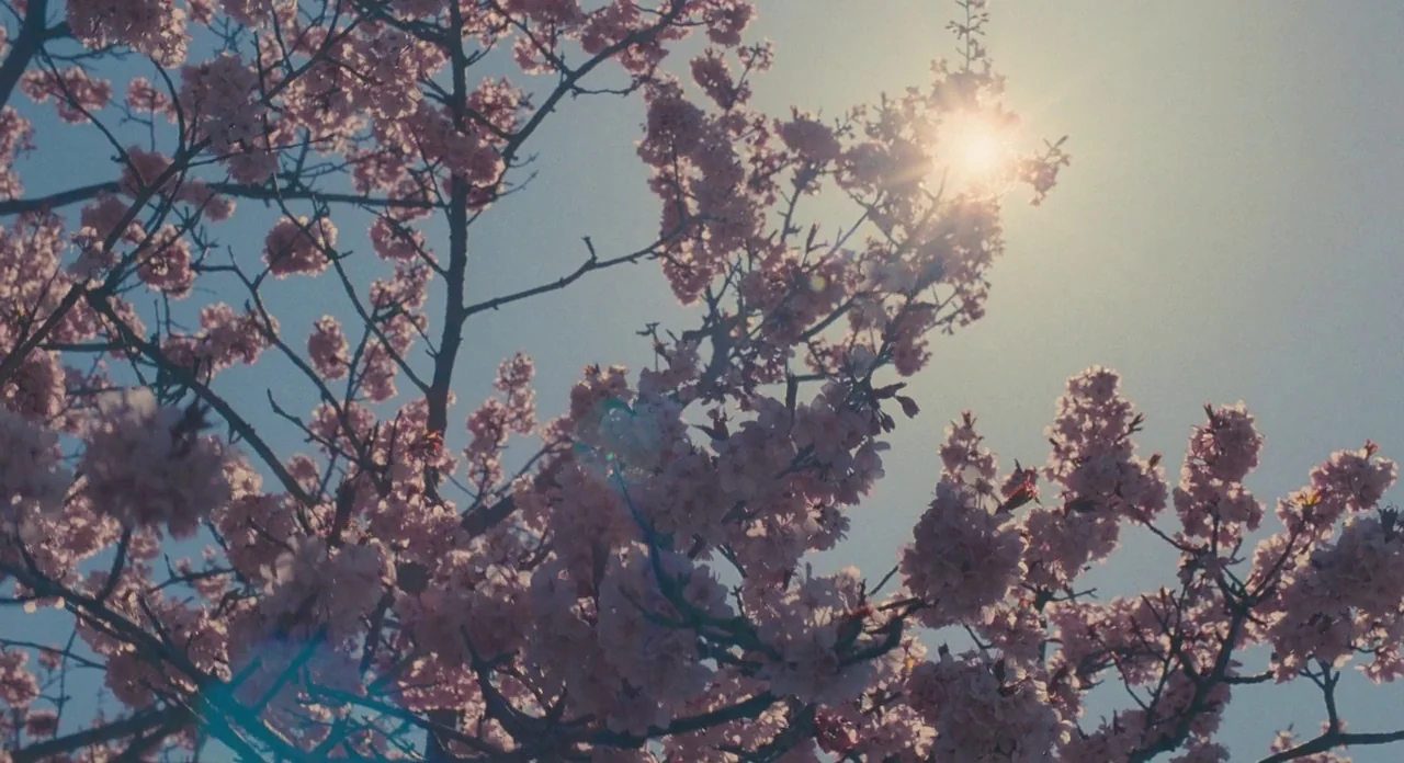 Jane Eyre (2011) movie still: establishing — A cherry blossom tree in full bloom fills the frame against a clear sky. The sun shines through the…