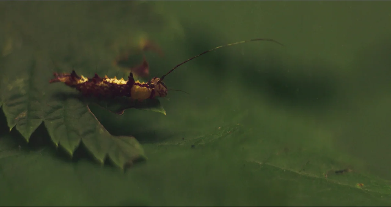 Prospect (2018) movie still: closeup — A small caterpillar with yellow and maroon markings rests on a serrated green leaf. The background consists…