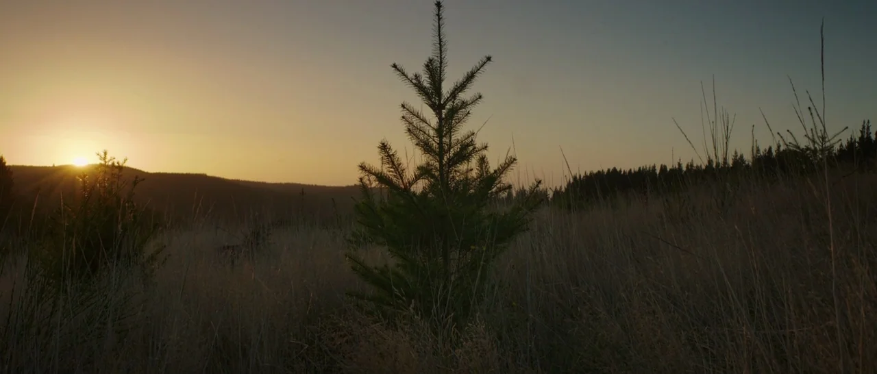 Pete’s Dragon (2016) movie still: establishing — A wide meadow of tall, dried grasses features a lone small pine tree centrally. The sun sets behind…