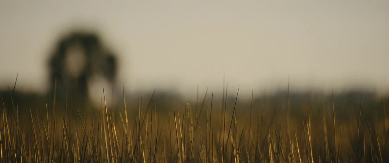 Midnight Special (2016) movie still: establishing — A field of tall, dried grass blades fills the lower portion of the frame. A blurred,…