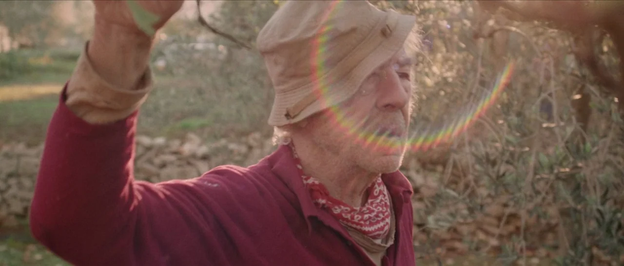 Spring (2014) movie still: medium — An olive grove with stone walls and trees during the low golden hour sun. An older man wearing a bucket hat…