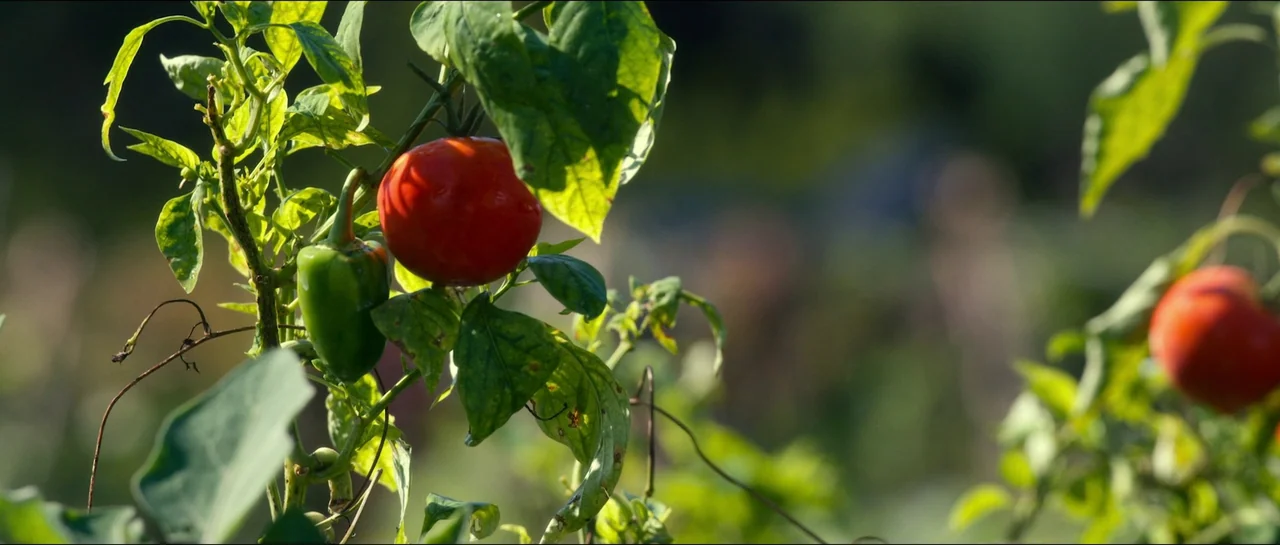 The Menu (2022) movie still: closeup — A cluster of ripening red tomatoes and green peppers grow on a leafy vine. Sunlight illuminates the produce…