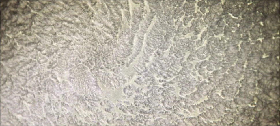 Solaris (1972) movie still: closeup — A microscopic view of biological tissue showing cellular structure and repeating patterns. The texture is…